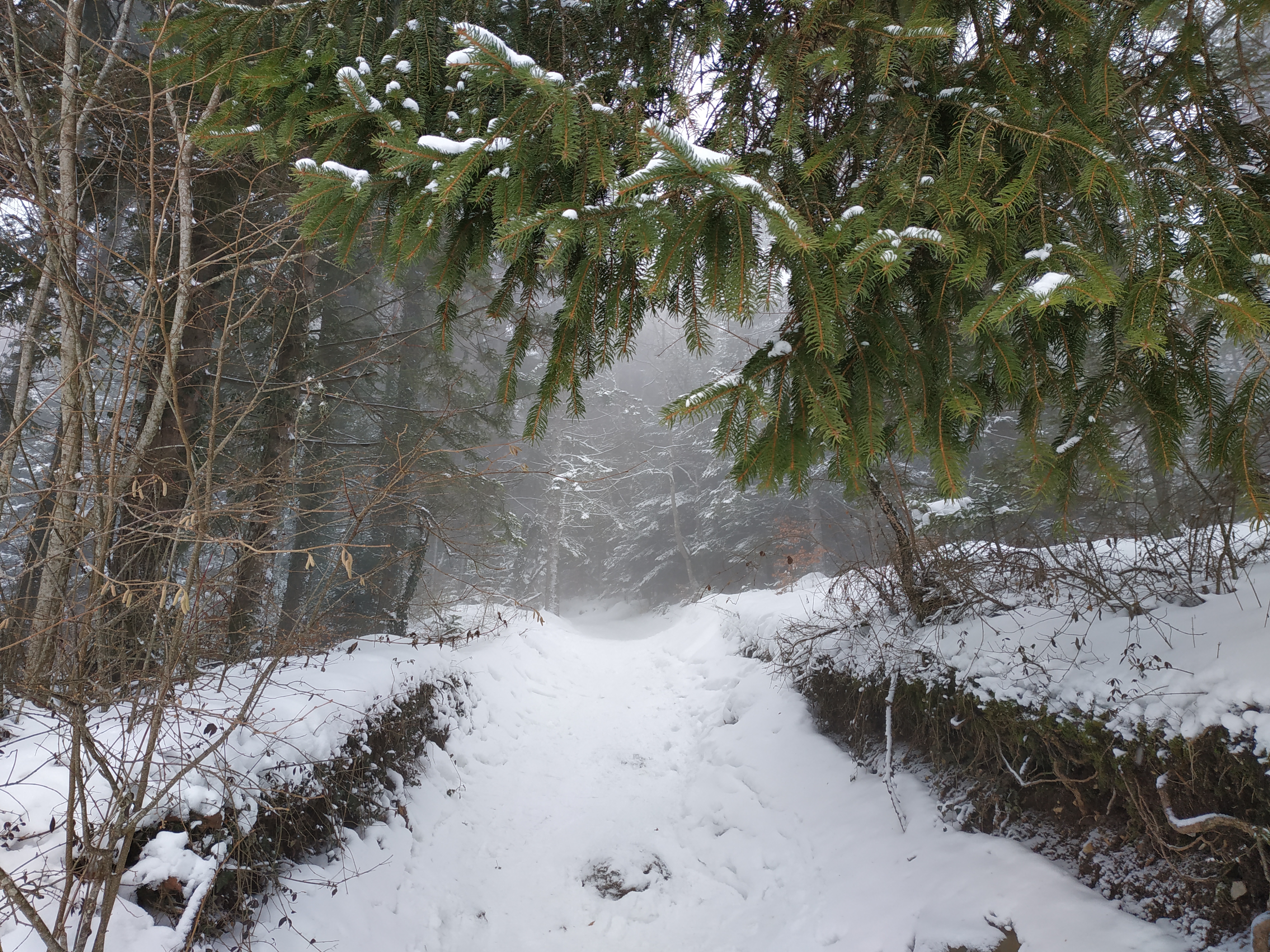 3 février 2019